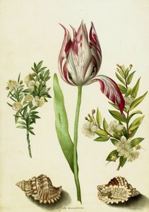 Tulipan, to grene af myrte og to skaller, ca.1700 (pensel på pergament)